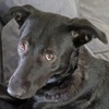 Mara2 W DE Valcea